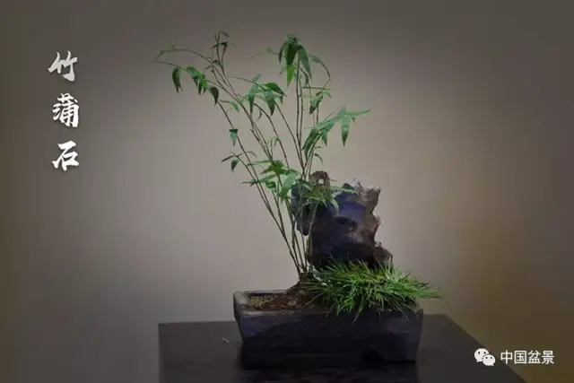虞工盆景《竹蒲石》