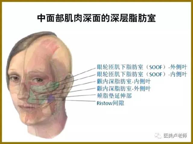 中面部肌肉深面的深层脂肪室