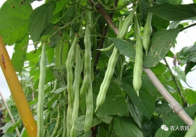秋菠菜的话则可以在八月中下旬就可以播种