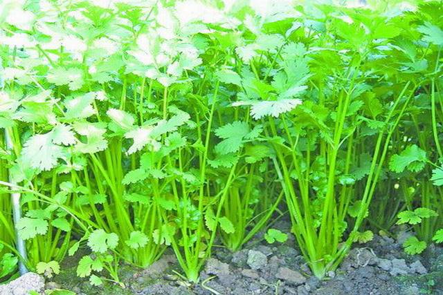 夏季香菜的种植技术,做好这些管理,一样种出优质香菜