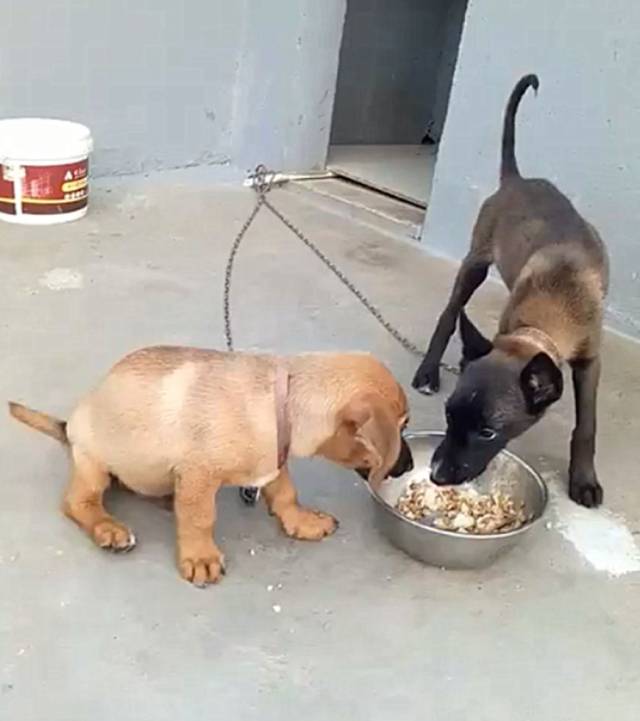 山寨金毛和伪马犬争食,马犬一爪子将食盆干翻,还要上去揍金毛