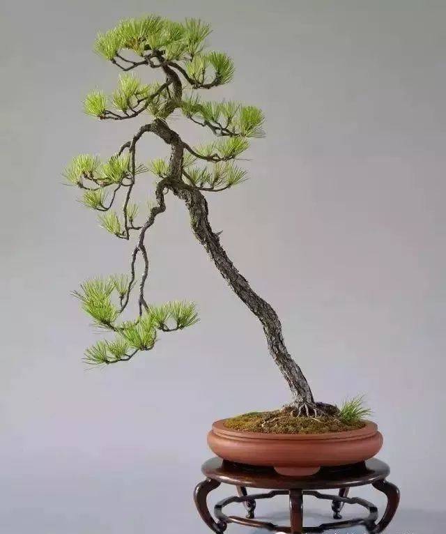 文人树制作,赵庆泉盆景大师作品精选
