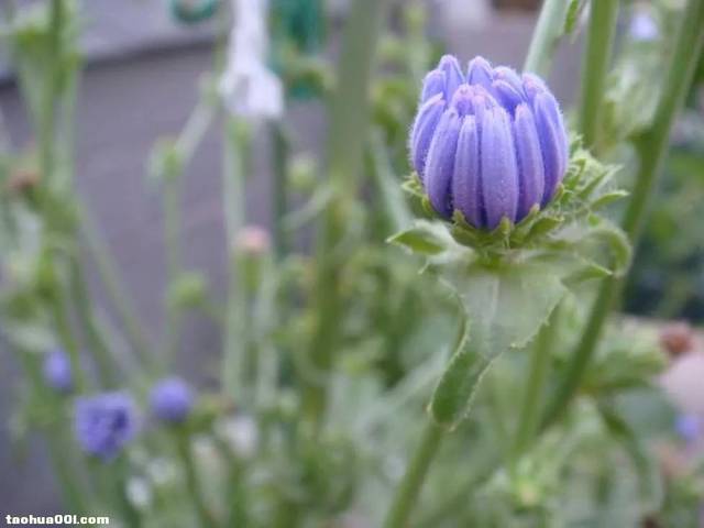 空心菜花