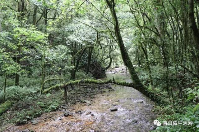 镇沅千家寨原始森林,一处未被开发的净土 你不想来探秘?