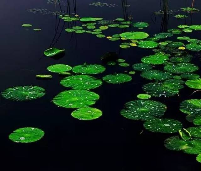 浮萍 (明·刘师邵) 乍因轻浪叠晴沙,又趁回风拥钓槎.