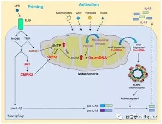 Nature:重大进展!鉴定出一种激活NLRP3炎性体的信号通路,有望治疗多种慢性炎症性疾病