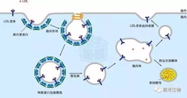 ldl(低密度脂蛋白)通过受体介导的胞吞作用进入细胞 14. 纤毛