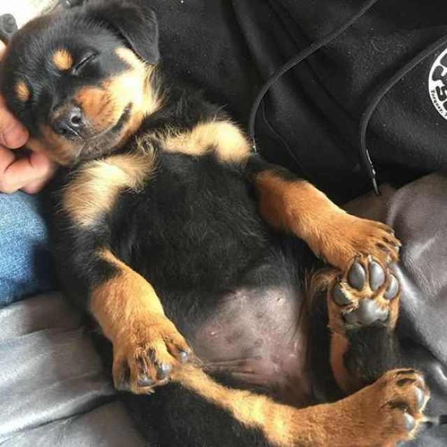 罗威纳,说好的猛犬,小时候居然这么萌!