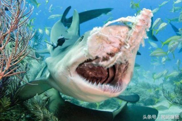 微笑的大鲨鱼