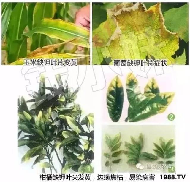 3,双子叶植物叶片卷曲,逐渐皱缩,有时叶片残缺,但叶片中部仍有绿色