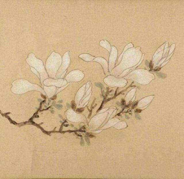 图卷上白玉兰花或绽放,或含苞待放,纯白无瑕,色美若仙.
