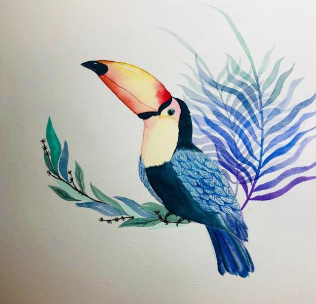 3分钟,教你学画一幅轻松的水彩小插画——巨嘴鸟