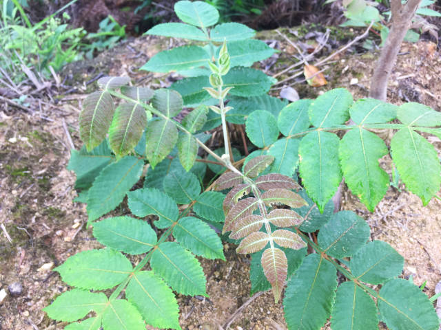 它的根,叶,花,果都可以入药,有清热解毒,舒筋活络,散瘀止血,涩肠止泻