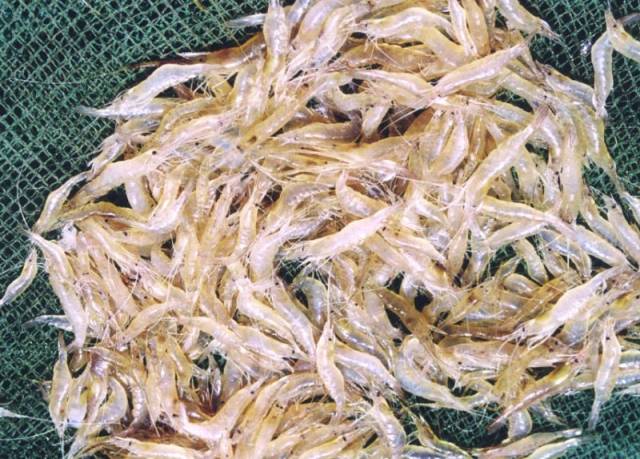 "鲜煞人"的太湖白虾大批量上市啦