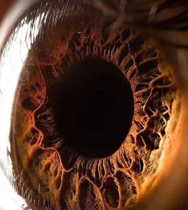 人类的眼睛