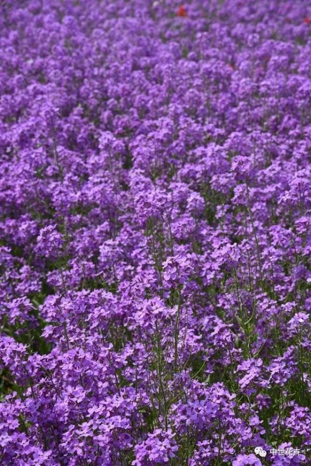 中世花卉2018秋播精选——"紫色油菜花"蓝香芥