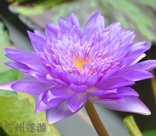 热带小花睡莲 n.micrantha