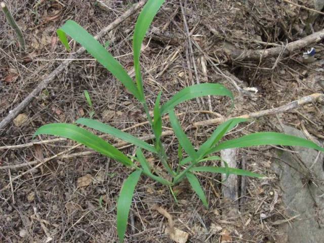 毛马唐典型特征:节着土生根,具分枝 升马唐 digitaria ciliaris(retz