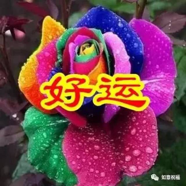 送你六朵花, 为你带来好运和吉祥!