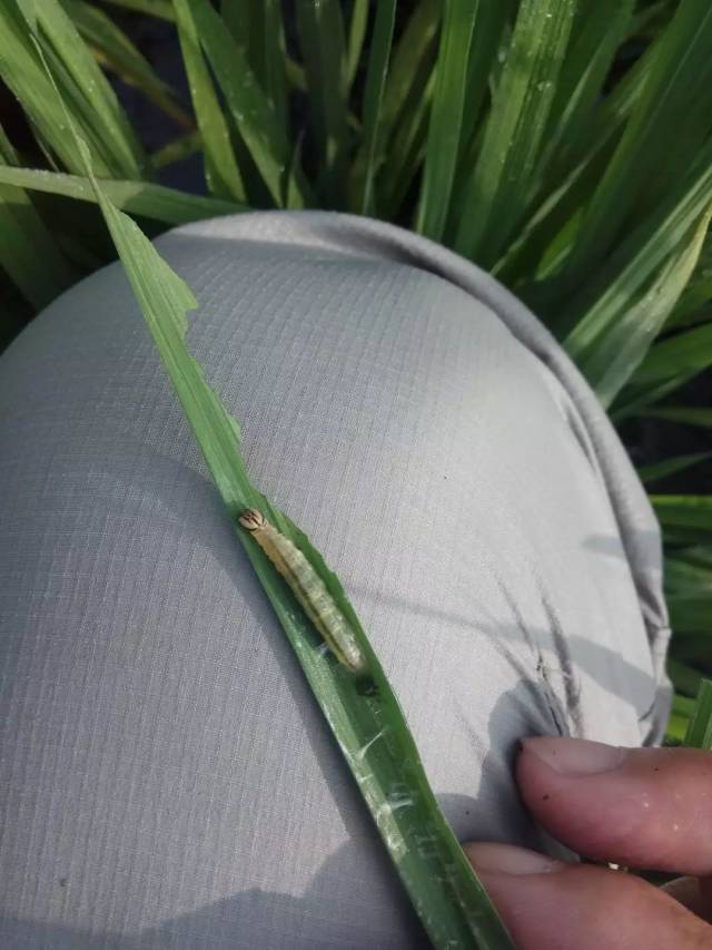 预警:稻苞虫近期呈高发趋势,请抓紧预防!