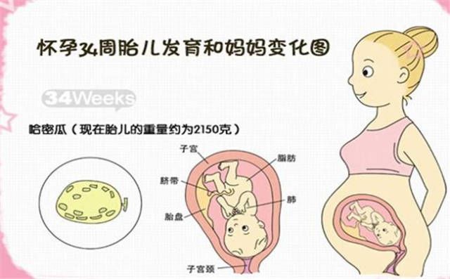 育儿说:34周胎儿在母体的姿势是什么样的?