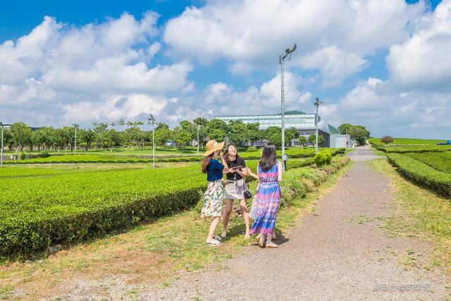 到韩国旅游,济州岛有个茶园,当地人说比杭州的