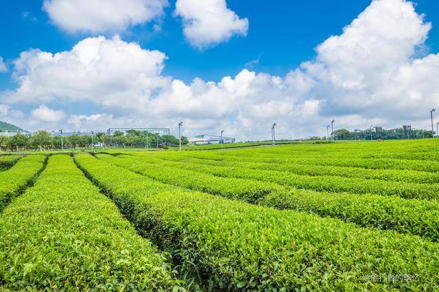 到韩国旅游,济州岛有个茶园,当地人说比杭州的