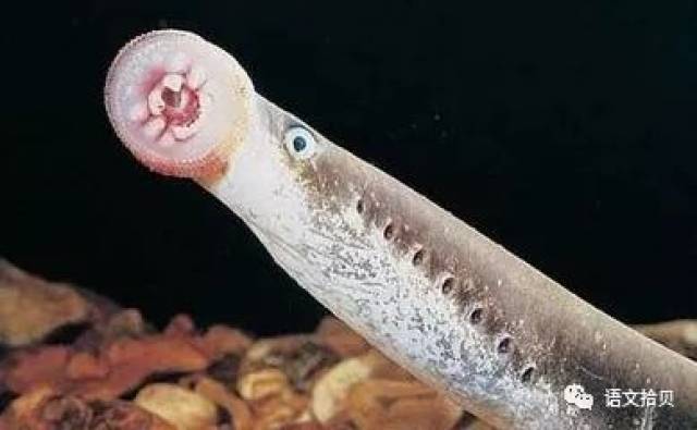 äסĶ,ɲһǻõĹϵ.