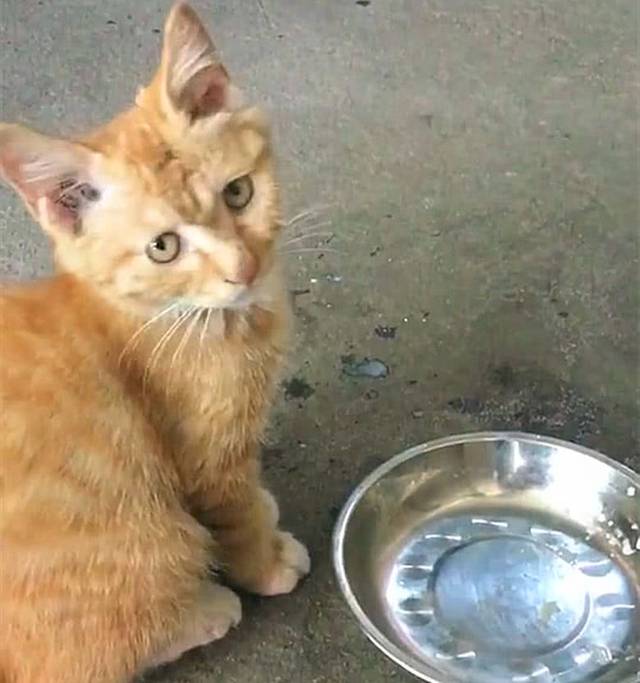 狗狗把猫咪的饭给抢了,猫咪好委屈:我一口都没吃上