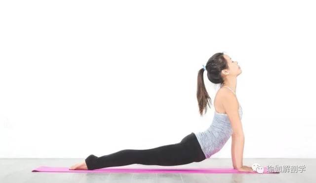 瑜伽上犬式的6大解剖要点，初学者尤其要注意了!