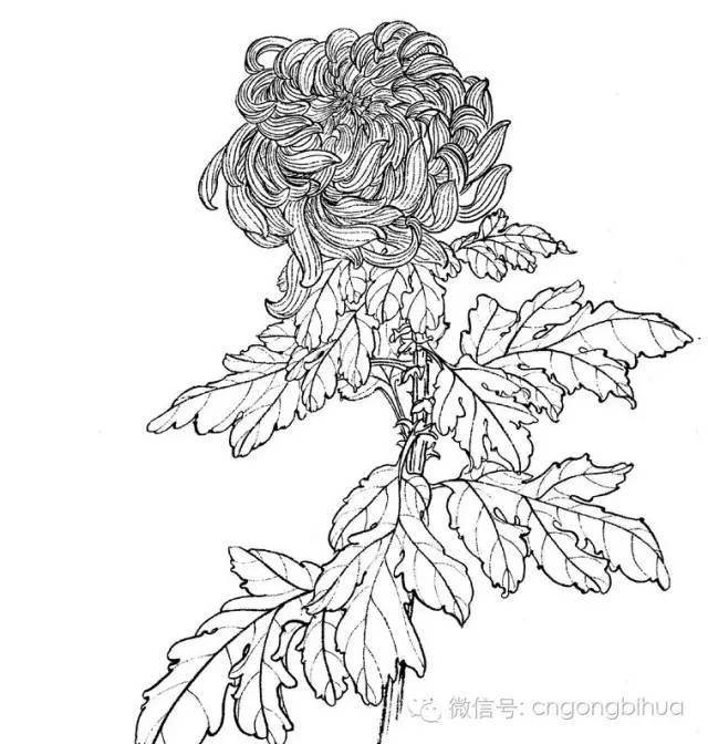 工笔菊花画法与线描画谱