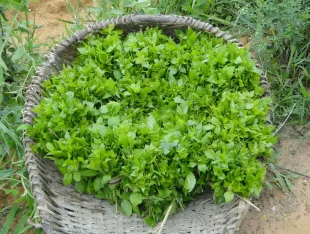 广东这个野菜,入口先微苦而后回甘,回味柔润,越吃越香