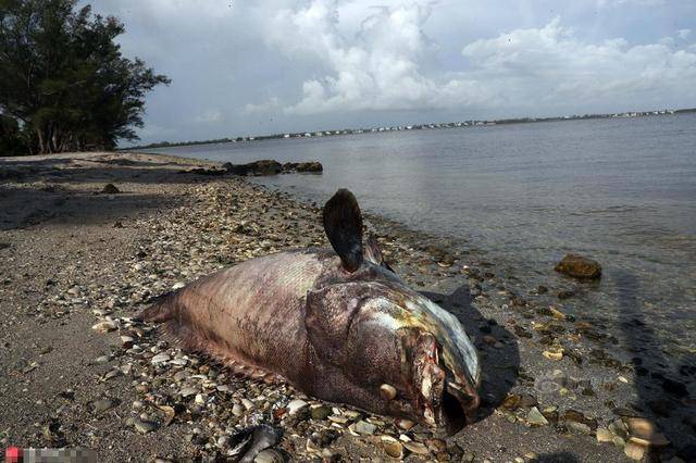 美国佛罗里达州,佛罗里达州赤潮肆虐,造成大批海洋生物死亡