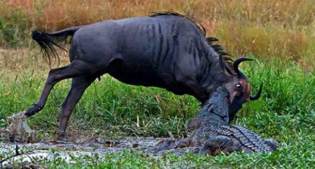 母角马为保护幼崽勇斗鳄鱼,不料被鳄鱼咬住,直接拽进了水里