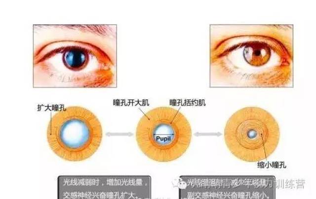 瞳孔-光圈,俗称"瞳仁",直径为2.5～3毫米.婴儿和老人瞳孔较小.