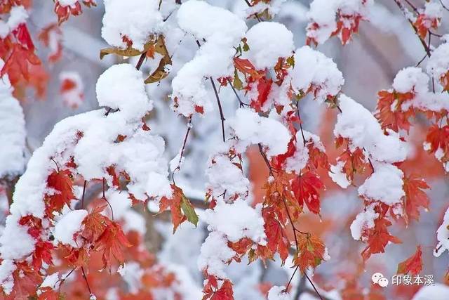 枫叶近景雪披风 难掩色彩别样红