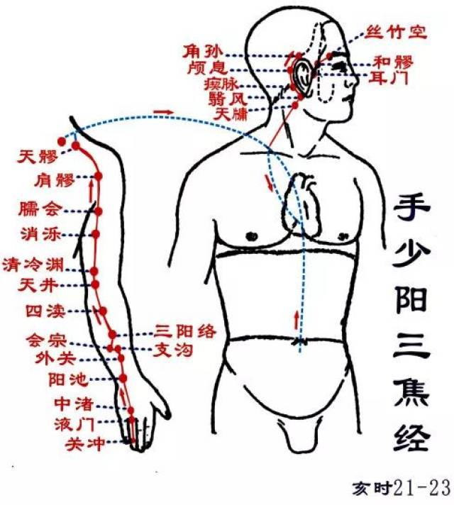 10 三焦经  三焦是人体水液的通道,它主管人体内分泌系统和淋巴系统