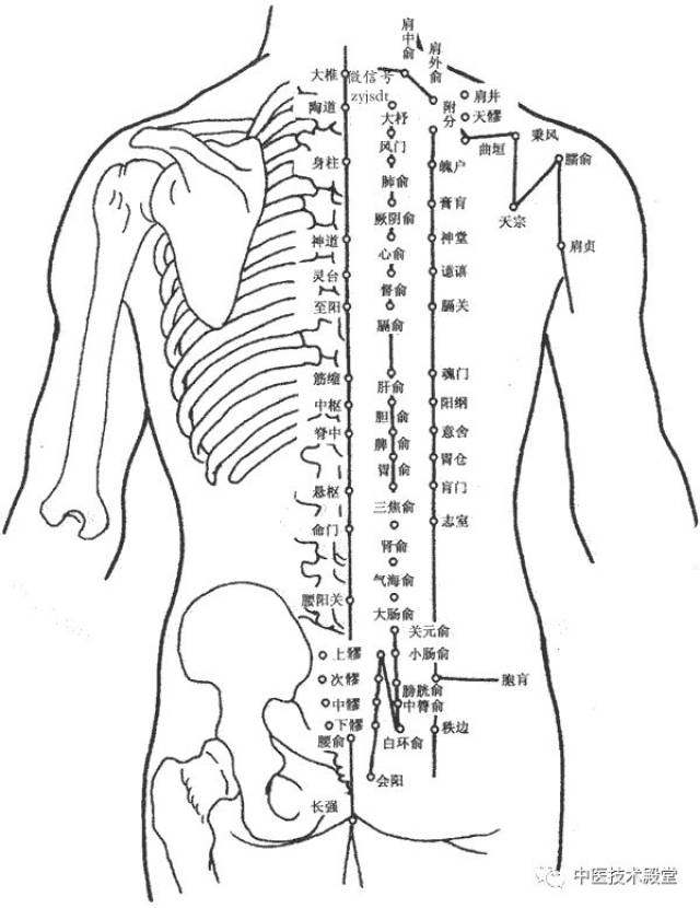 中髎 下髎 腰俞 会阳 长强 魄户 膏肓 神堂 膈关 魂门 阳纲 意舍 胃仓