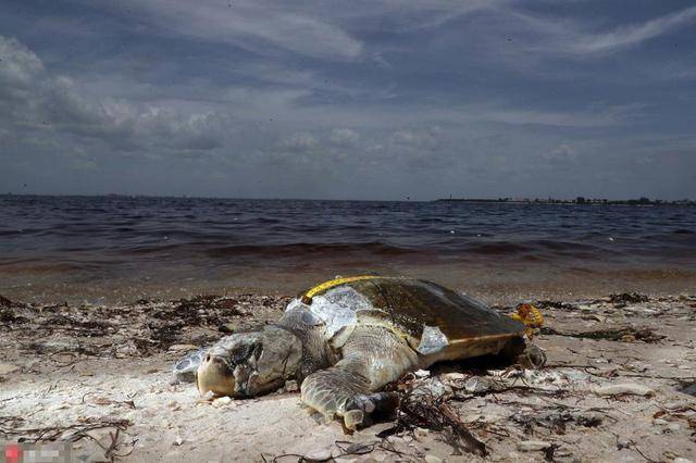 美国佛罗里达州,佛罗里达州赤潮肆虐,造成大批海洋生物死亡