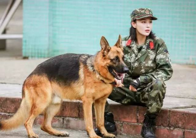 还是《奇兵神犬》的录制,都让观众看到了一个不一样的张馨予.