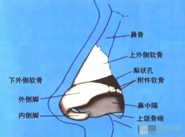 鼻整形专栏 | 鼻部解剖结构