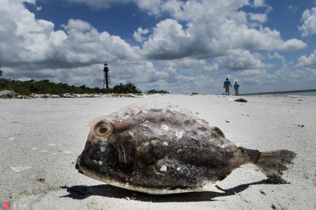 美国佛罗里达州,佛罗里达州赤潮肆虐,造成大批海洋生物死亡