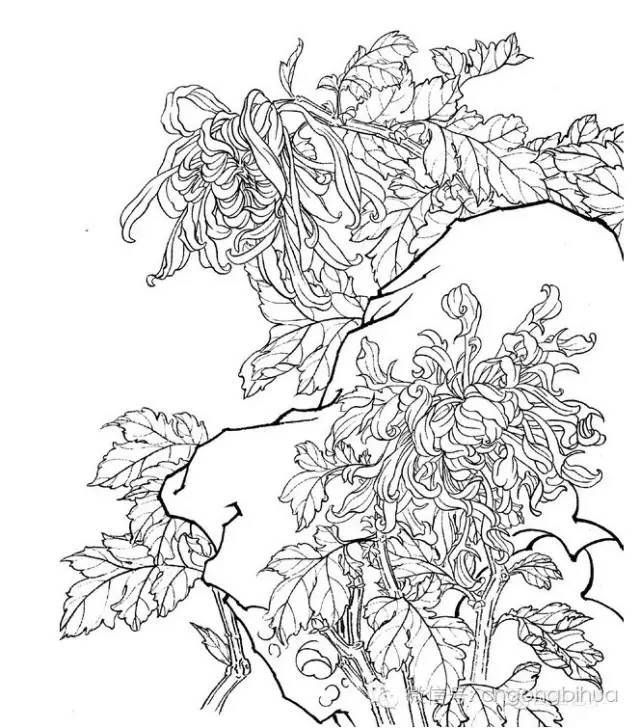 工笔菊花画法与线描画谱