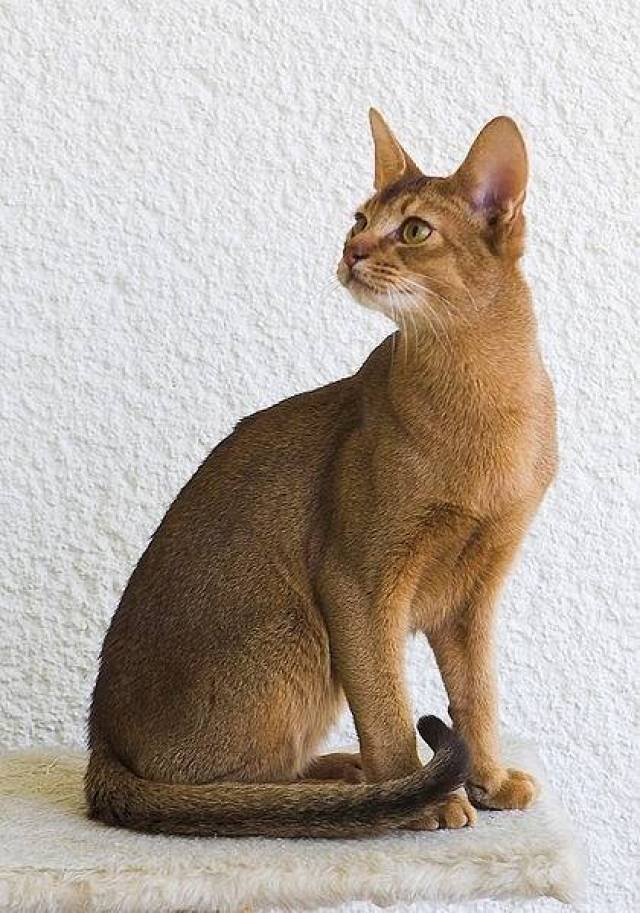 16,▲abyssinian/阿比西尼亚猫