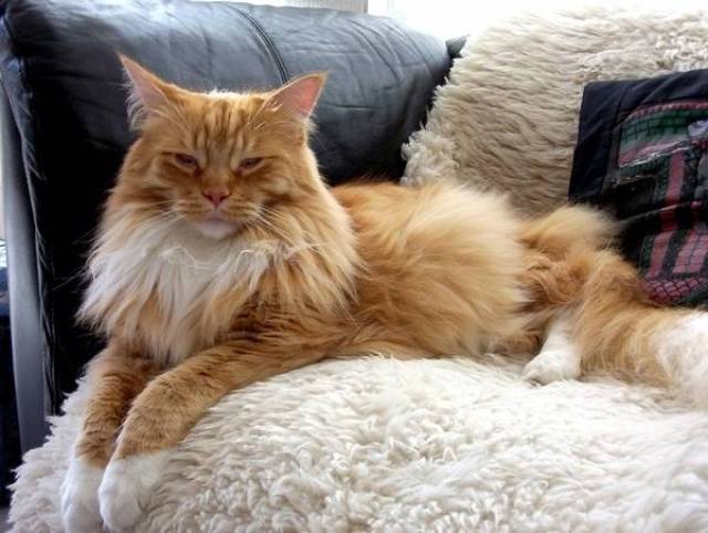 22,▲american longhair/美国卷毛猫(美国长毛猫).
