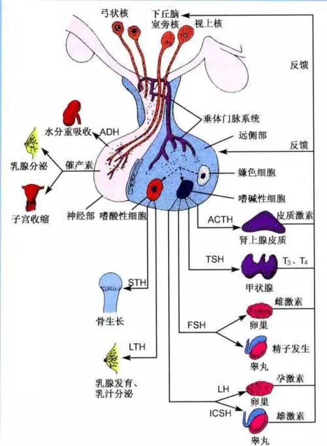 人体主要内分泌腺包括:下丘脑,垂体,甲状腺,甲状旁腺,肾上腺,胰岛