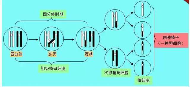 21.减数分裂与有丝分裂的比较(以动物细胞为例)