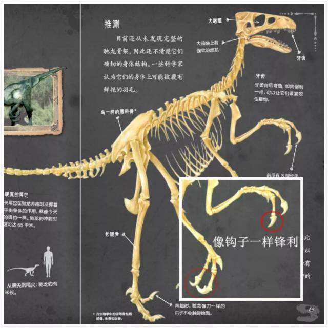 恐龙的小前爪为什么这么小?