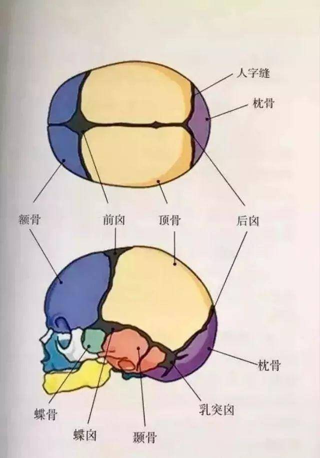 囟门是宝宝脑袋上两块没有骨头覆盖的区域,一块在头顶前部,呈菱形,叫