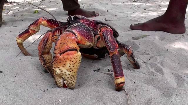 陆地上最大的螃蟹,巨钳可以直接掰开椰子,被人类捕杀到快灭绝!